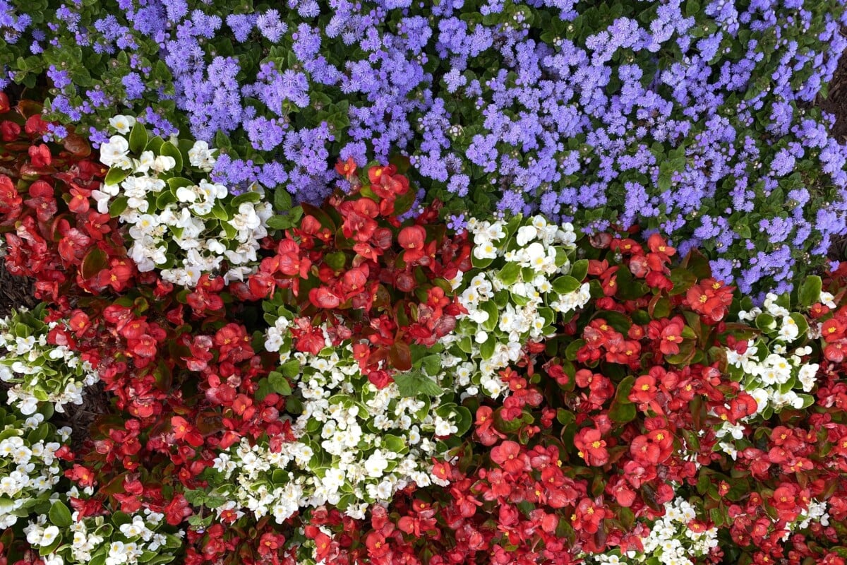 Flower garden in the pattern of an American flag