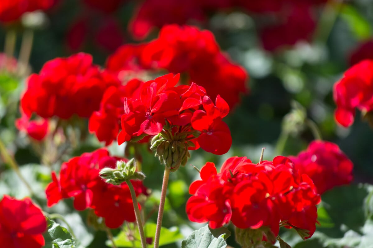red geraniums