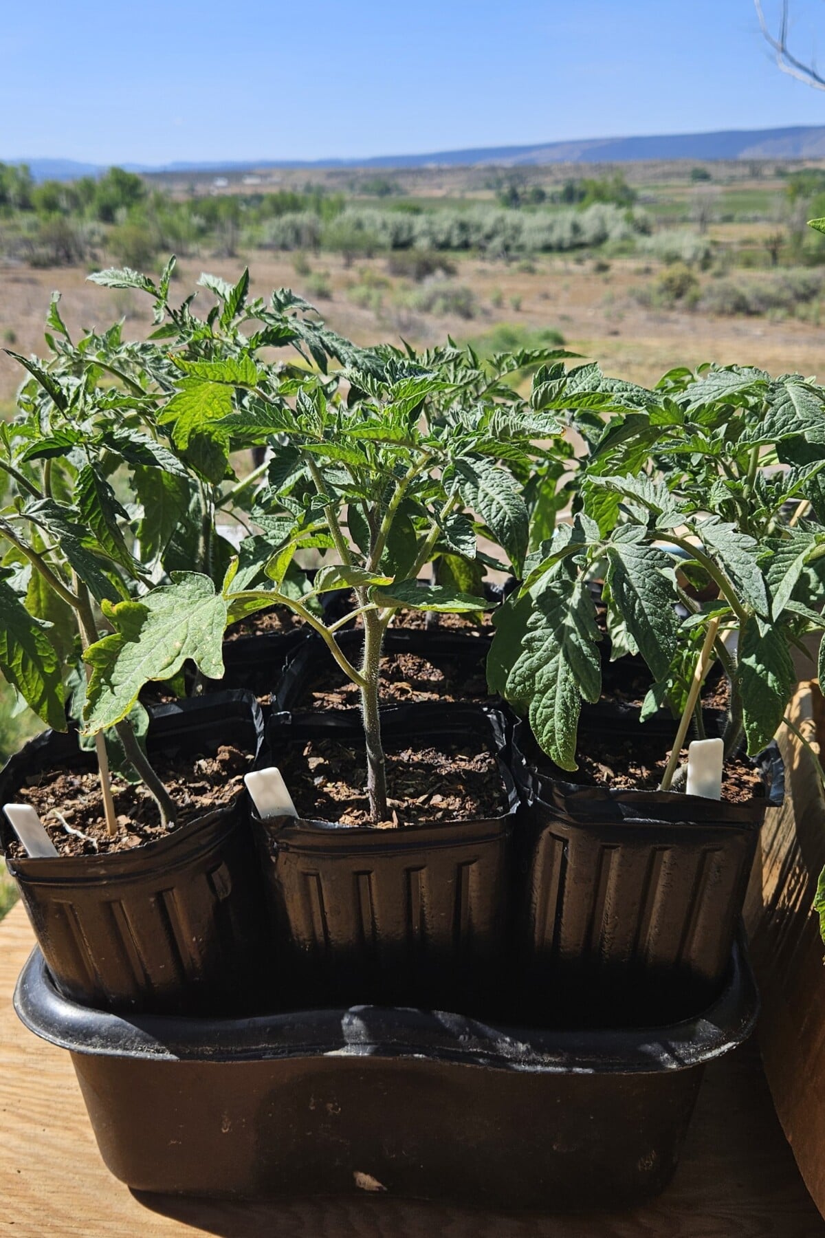 Large, healthy tomato seedlings. 