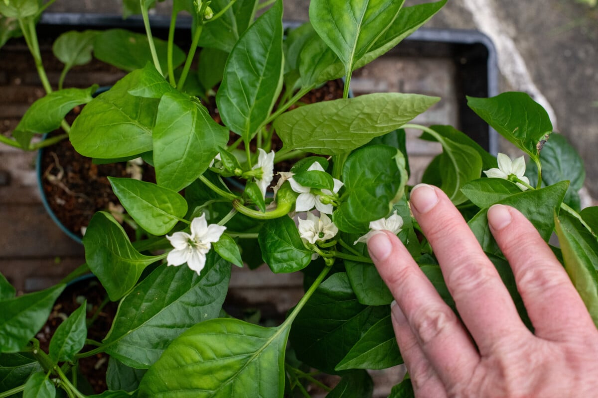 Pepper seedlings with flwoers