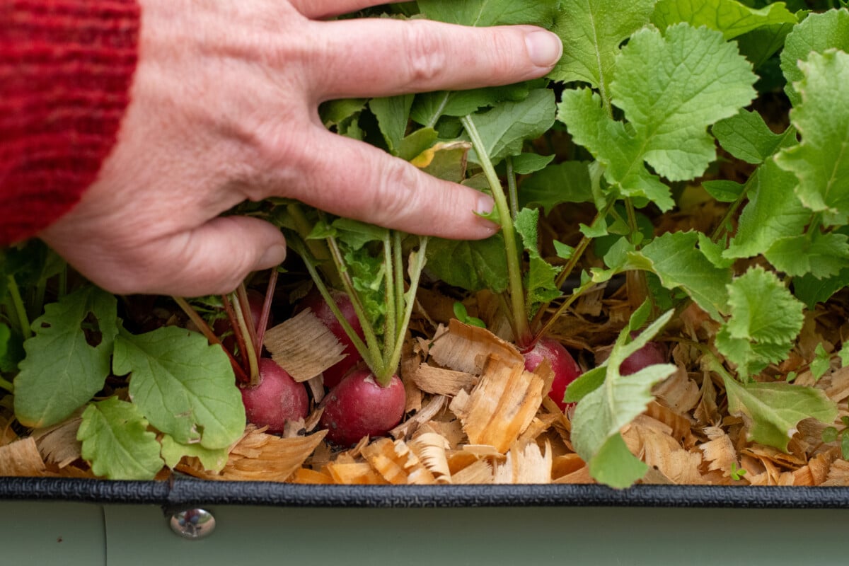 Hand holding back leaves of radishes growing in garden