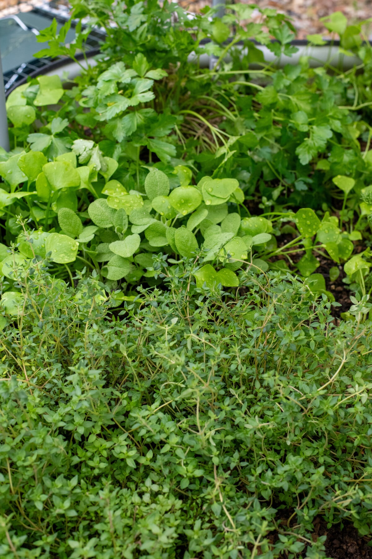 thyme, sage, claytonia and parsley