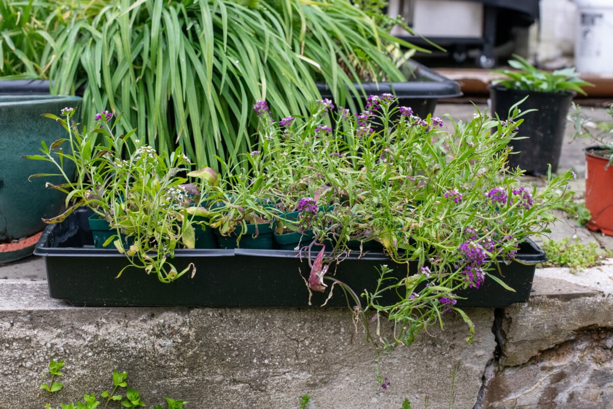 Sweet alyssum seedlings