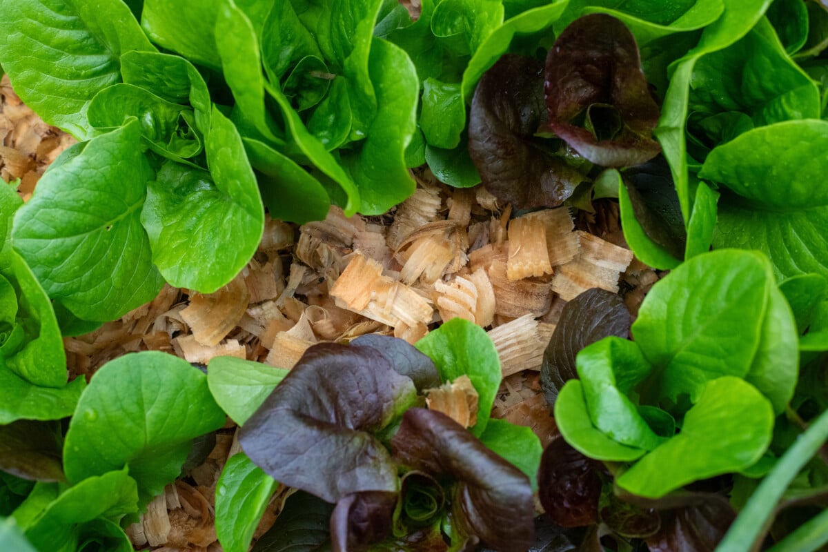 Mulched lettuce.
