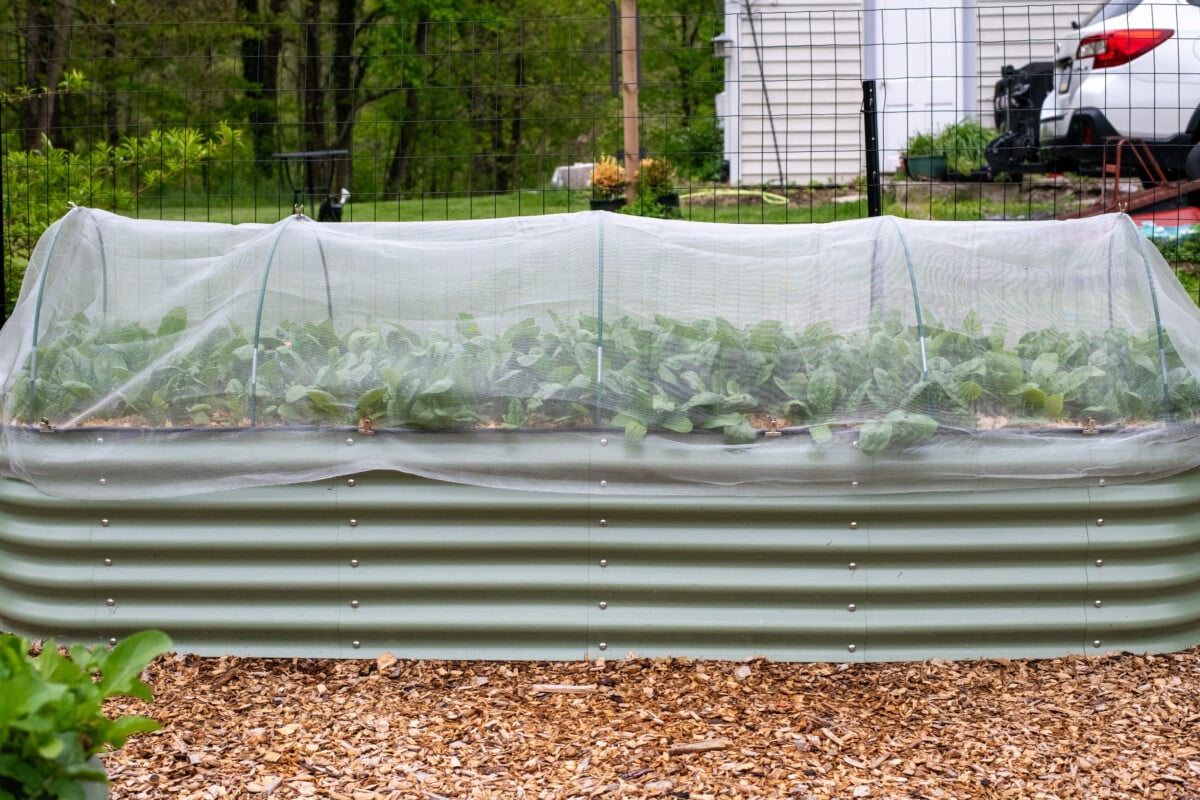 Spinach covered with insect mesh