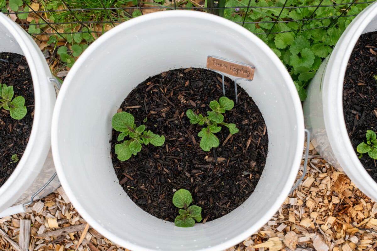 5-gallon buckets with potato plants in them