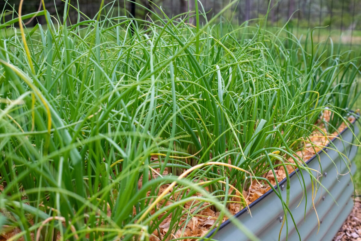 Shallots growing in raised bed