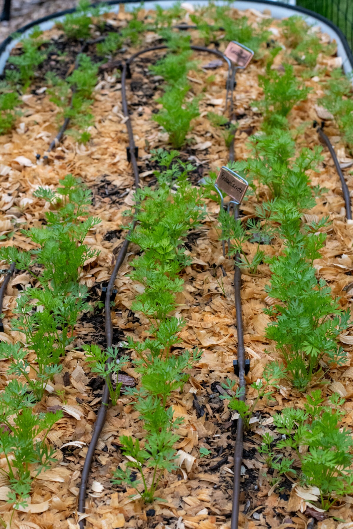 Drip line running along rows of carrots