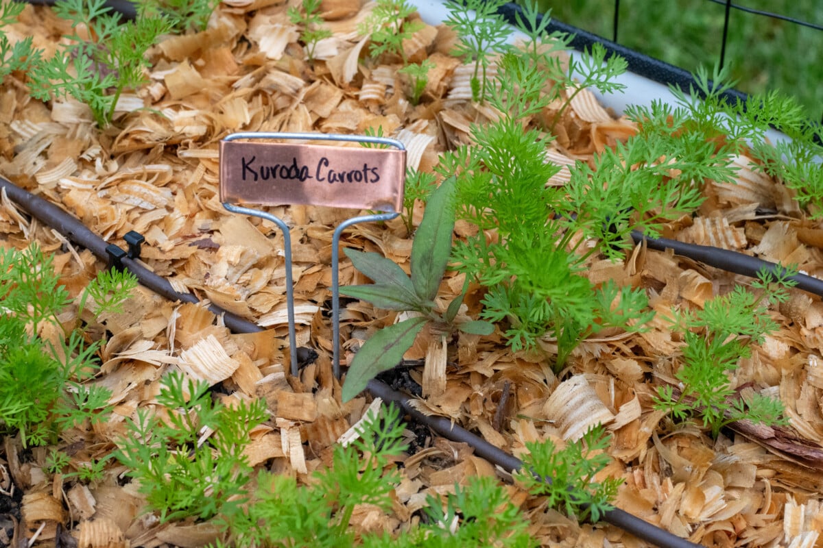 Weed in the midst of carrots