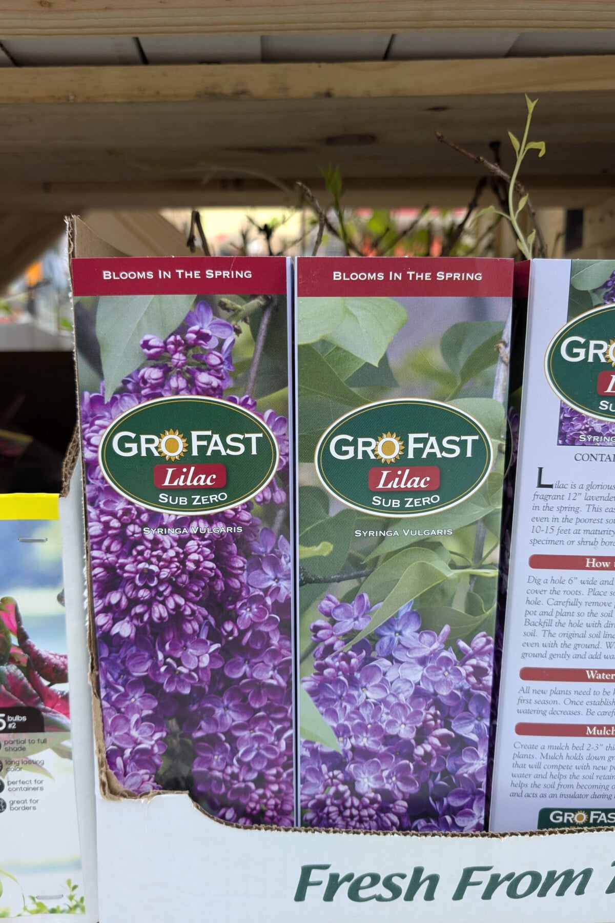 bare root lilac plant in box