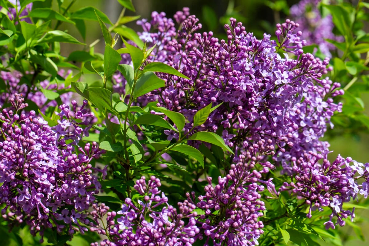 lilac shrub in full bloom