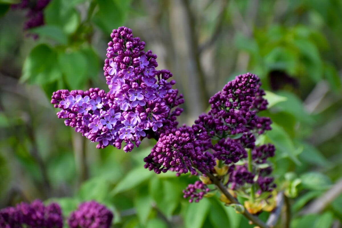 flowering lilac