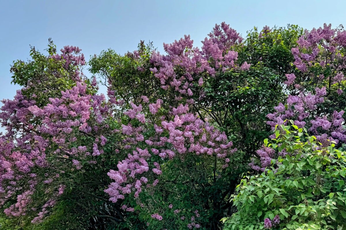 hedge of lilacs