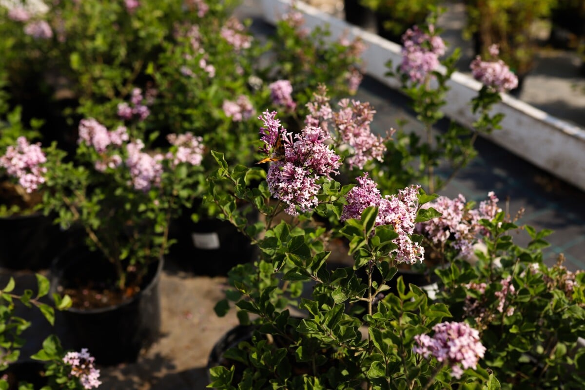 small lilac shrubs for sale at garden center