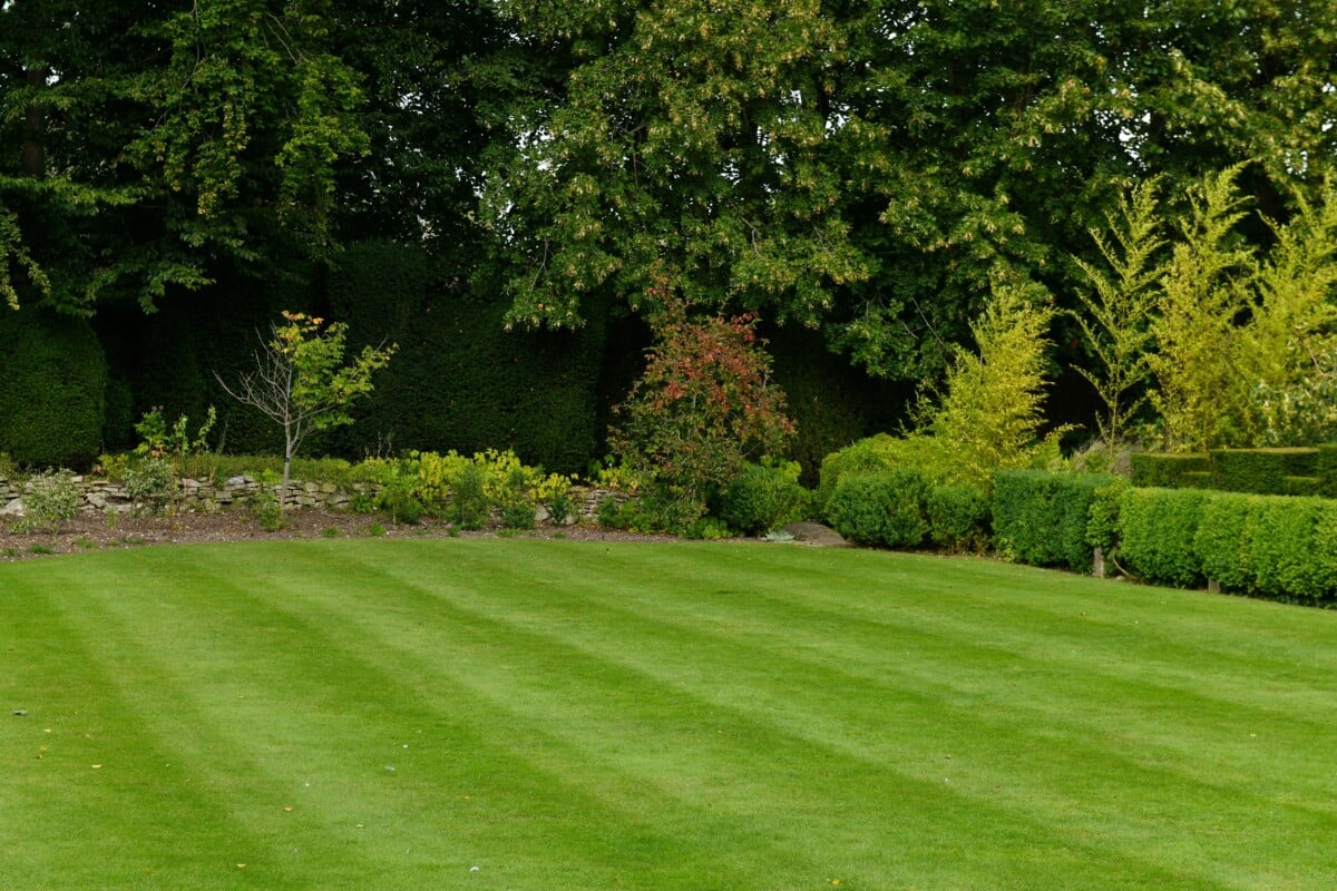 immaculate lawn