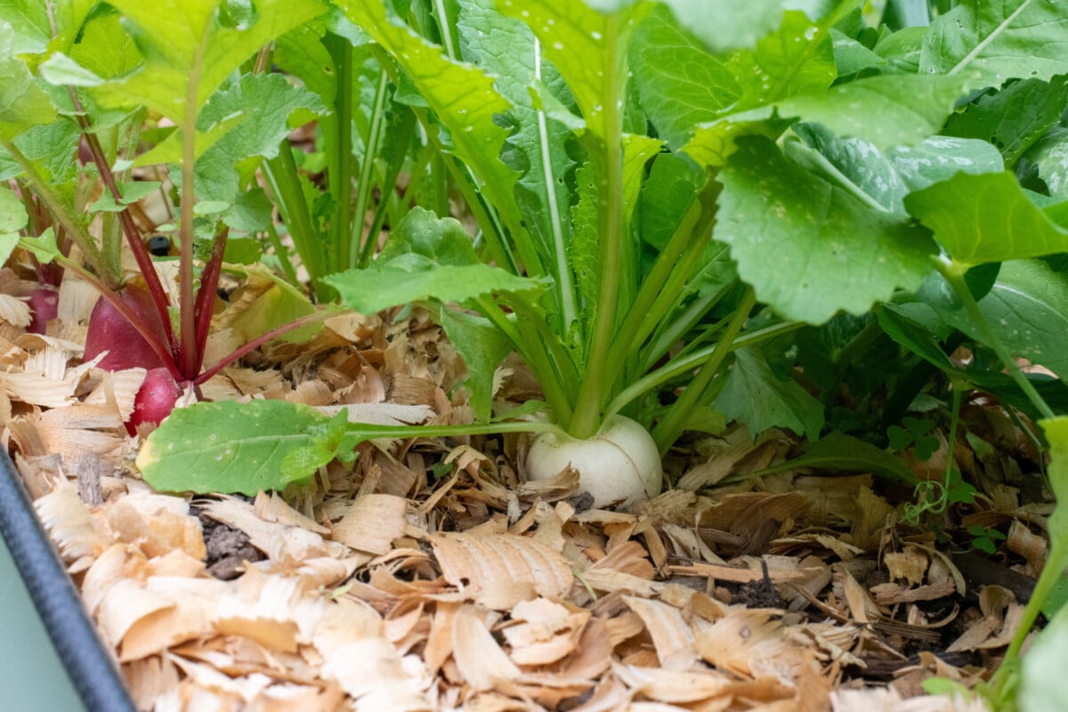 Turnips and radishes growing in raised bed