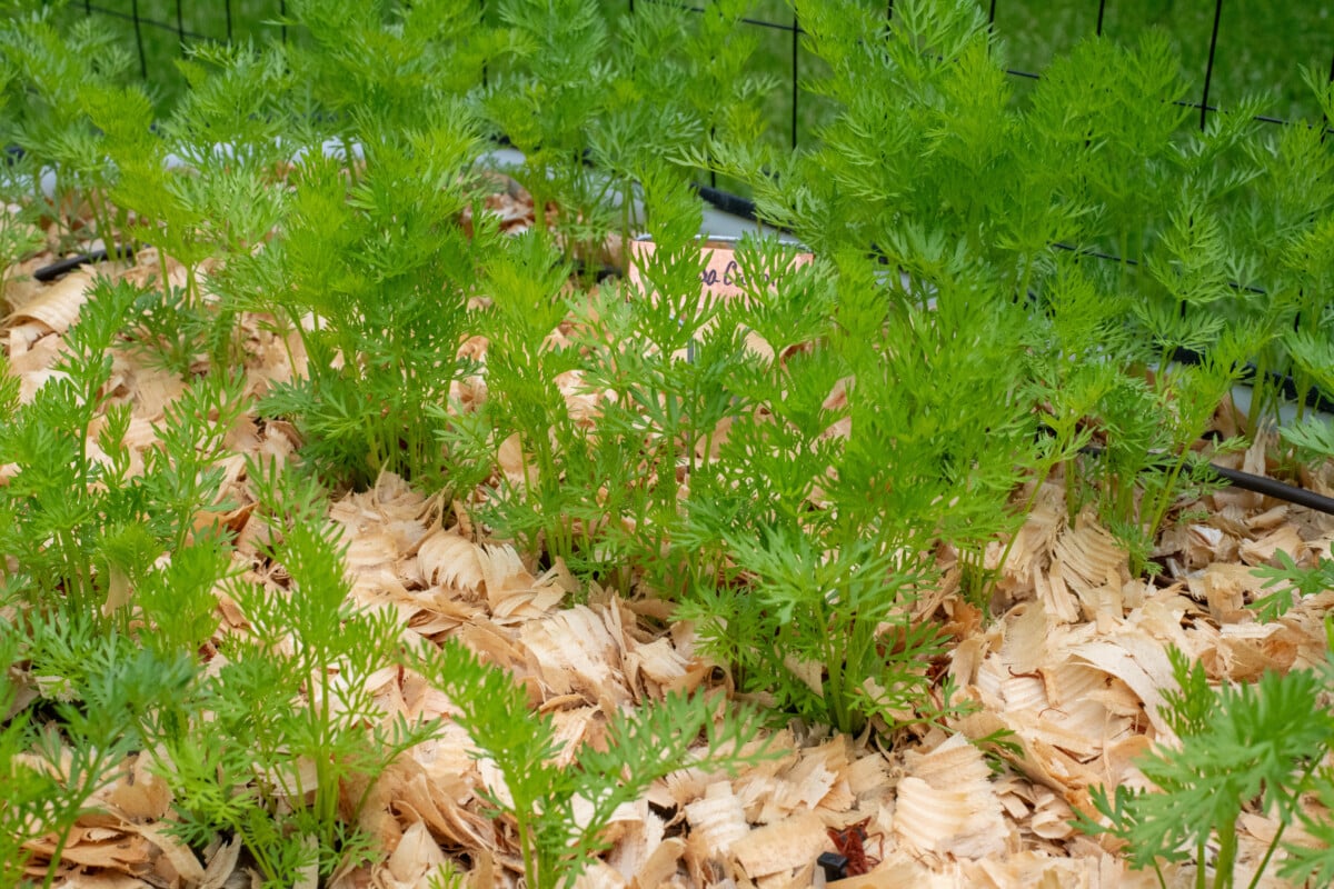 Carrot seedlings growing in raised bed