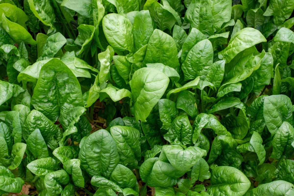 spinach growing in raised bed