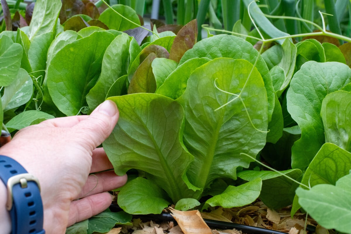 woman's hand showing bottom of lettuce leaves