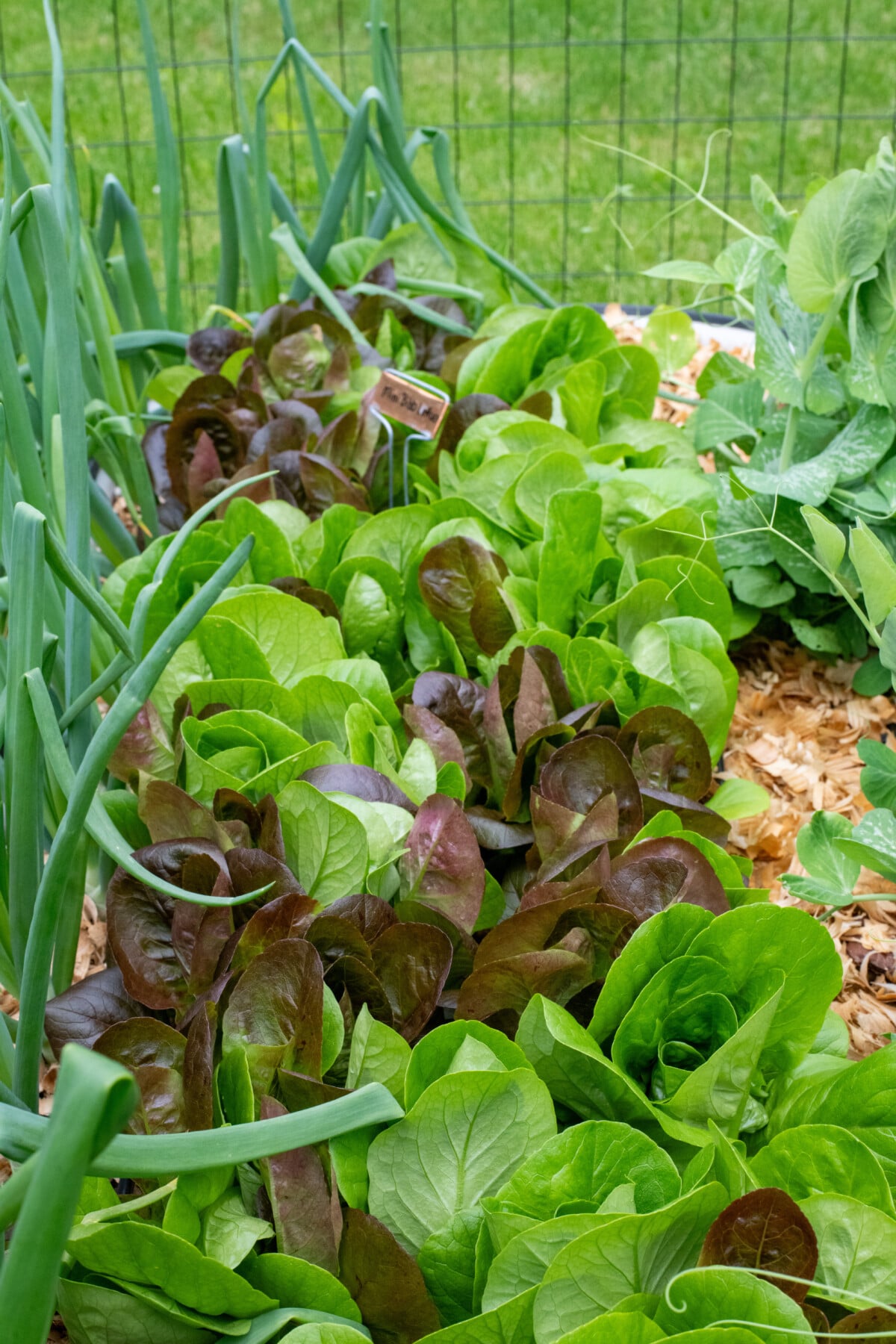 Onions, lettuce and peas growing in garden