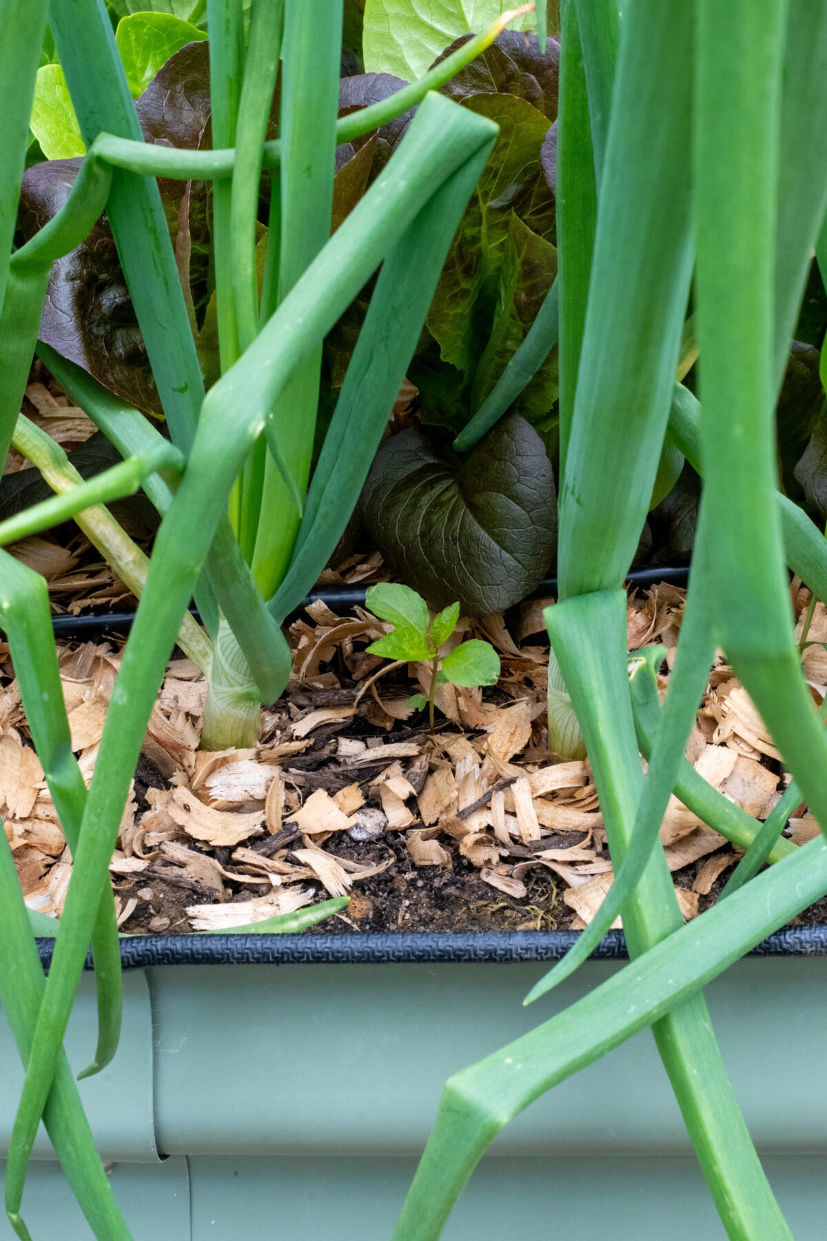 Small weed in a garden