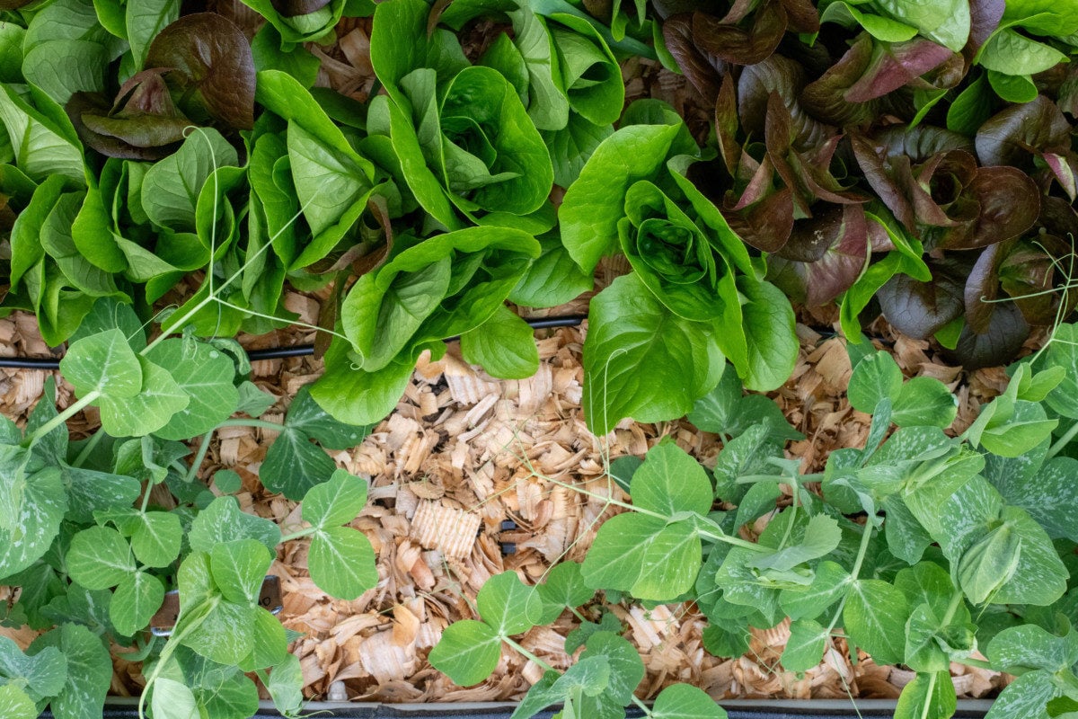 Garden with lettuce and peas growing above pine flake mulch