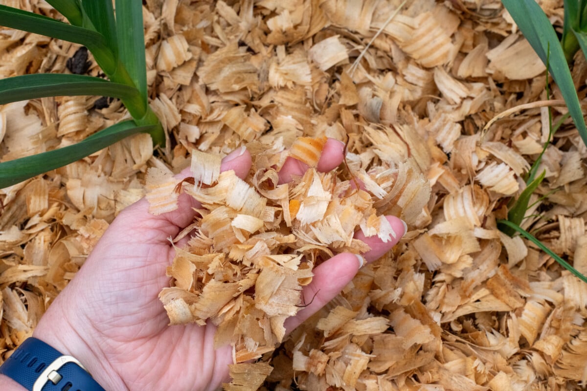 Woman's hand holding pine flakes