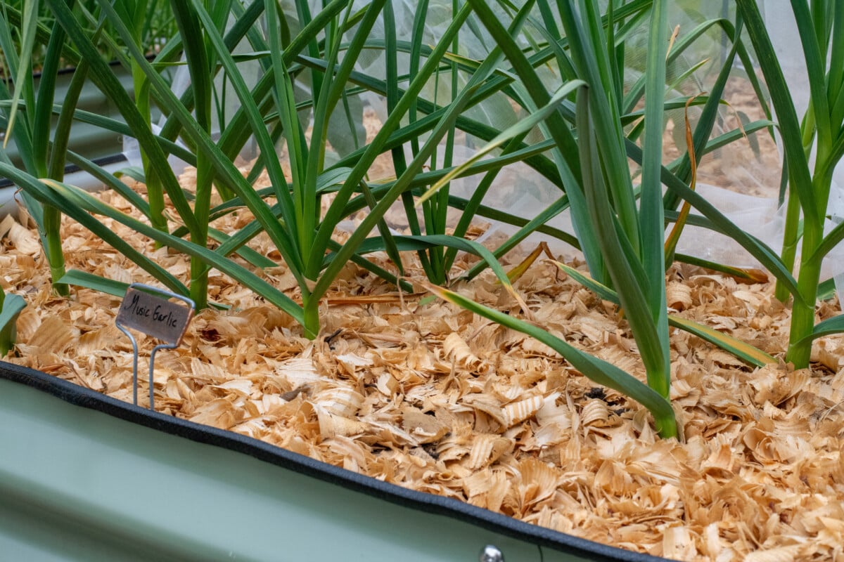 Garlic growing in raised bed with pine flake mulch