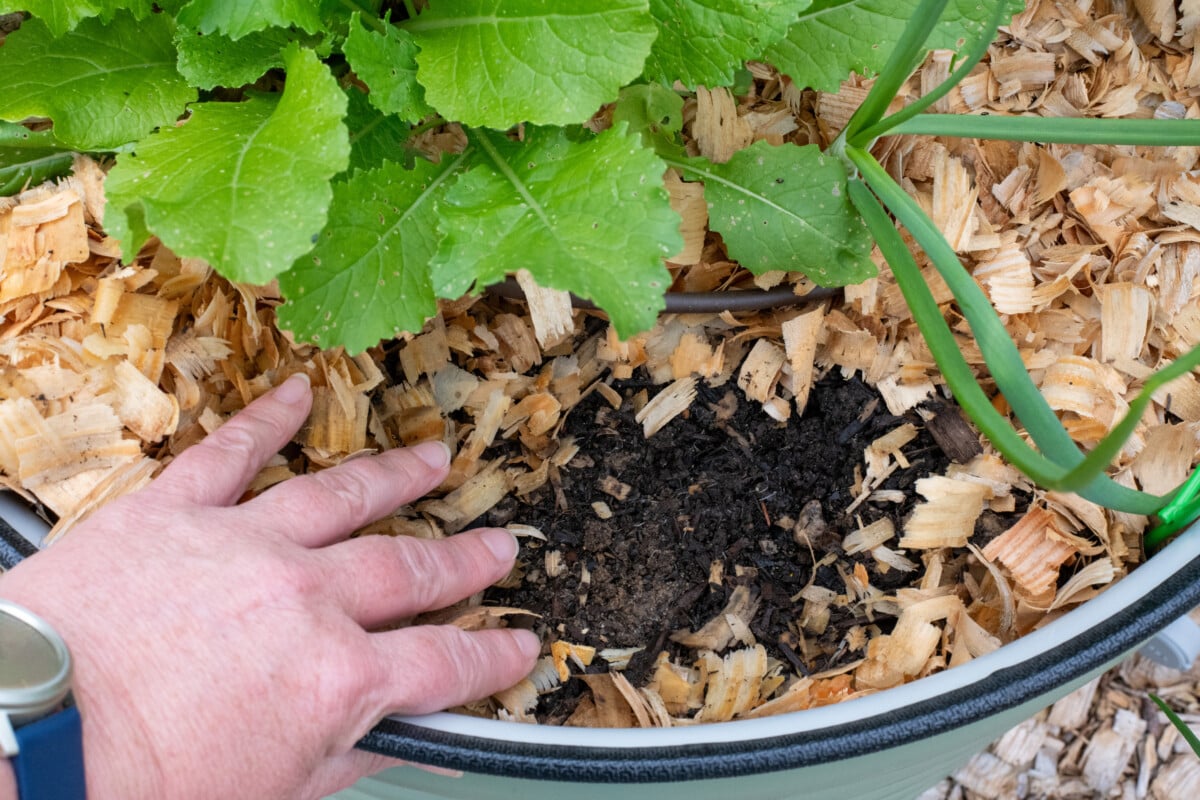 Bare spot of moist soil in raised bed