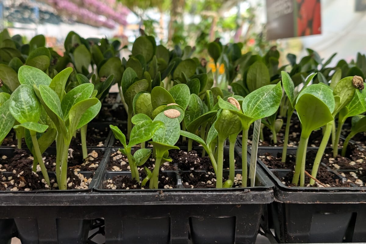 Zucchini seedlings for sale