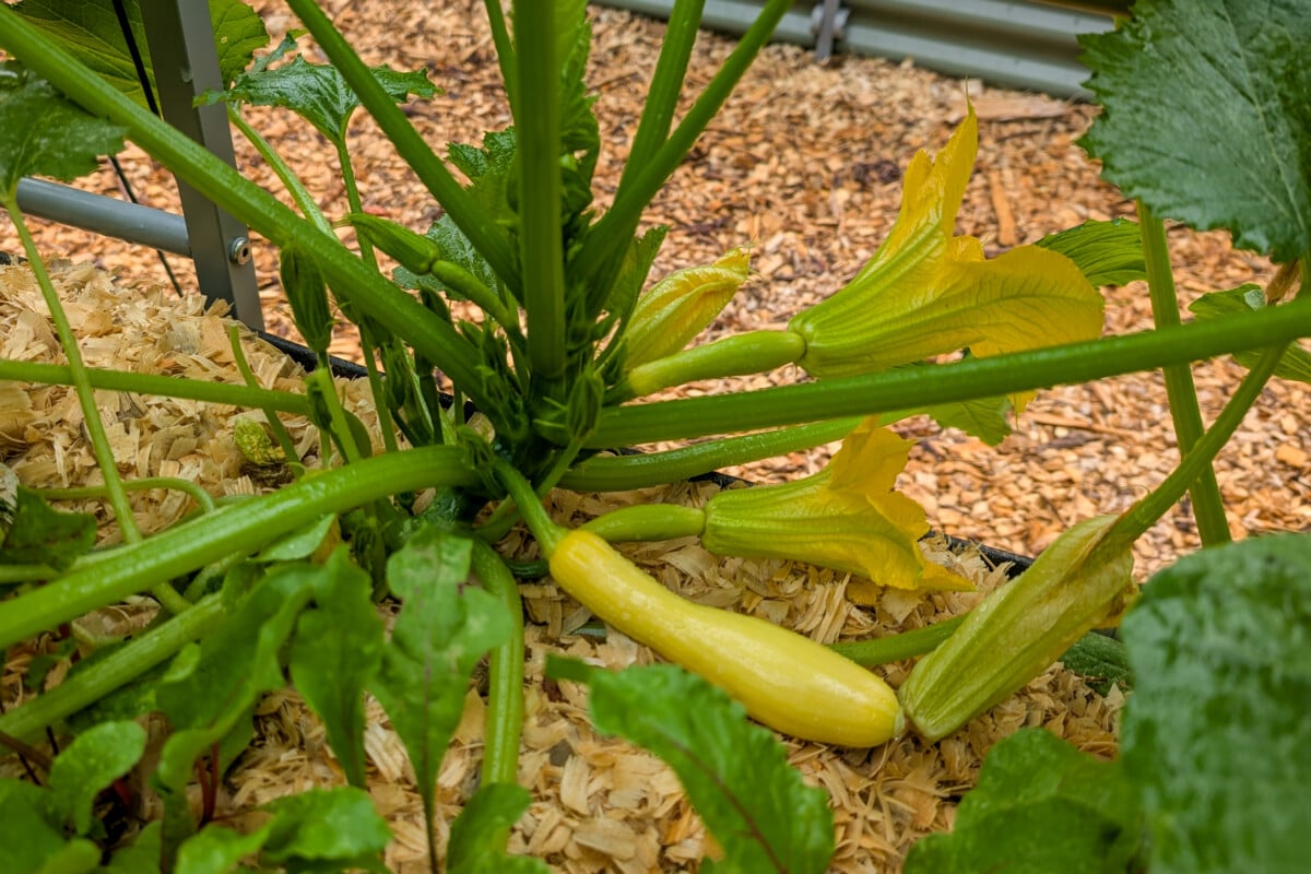 Yellow crookneck squash