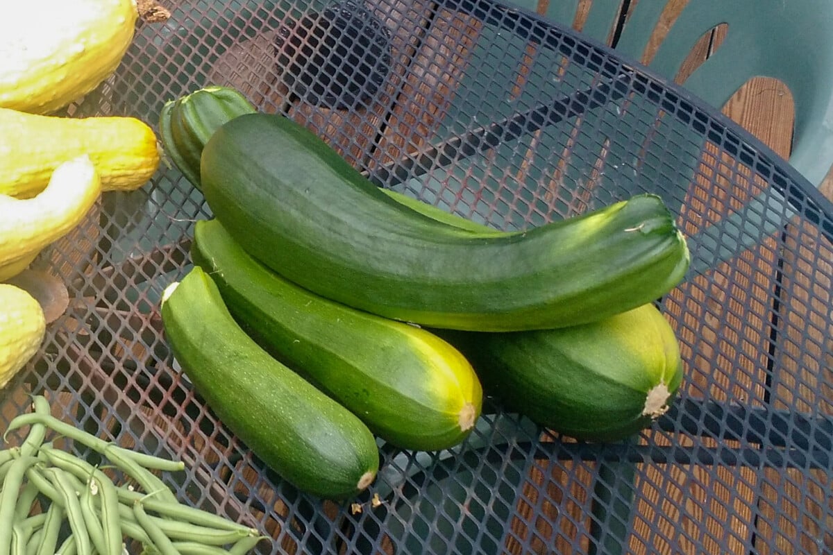 zucchini on table