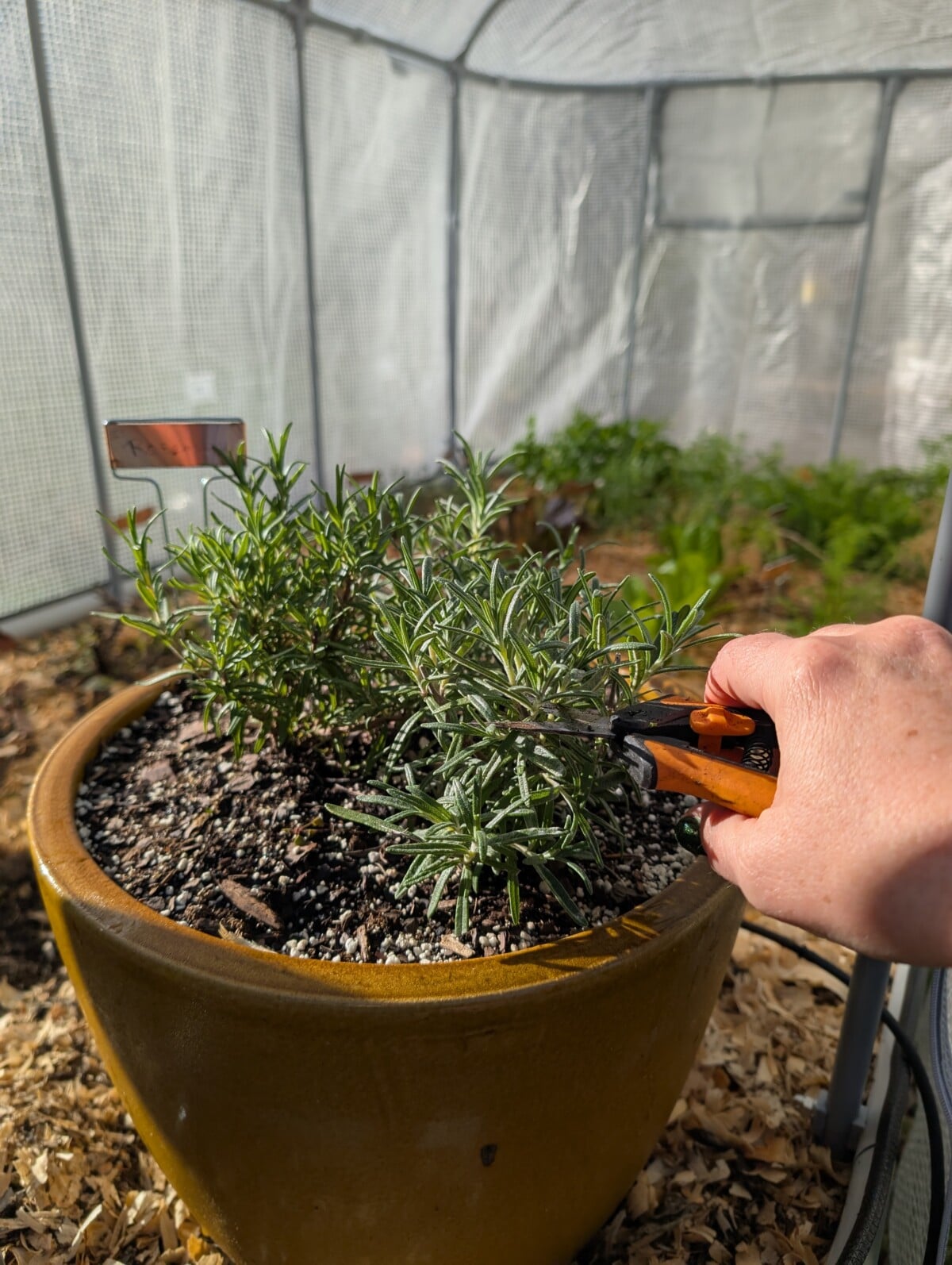 Cutting rosemary
