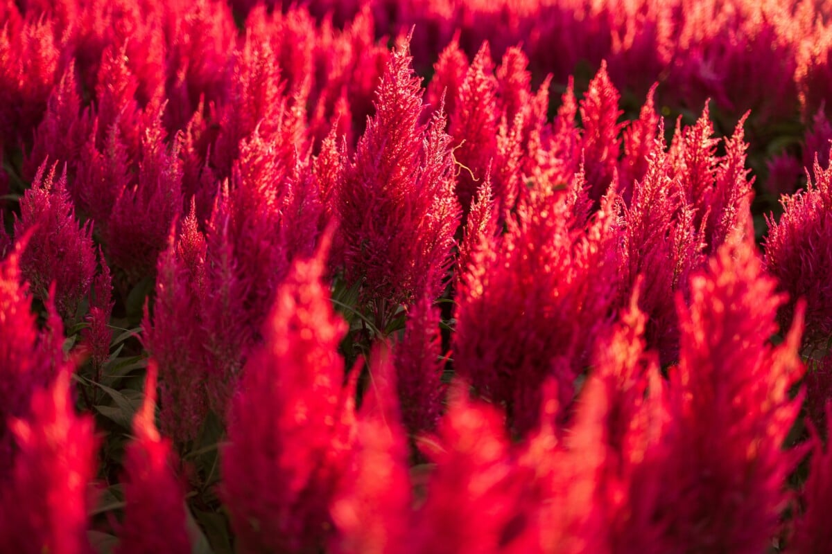 red celosia