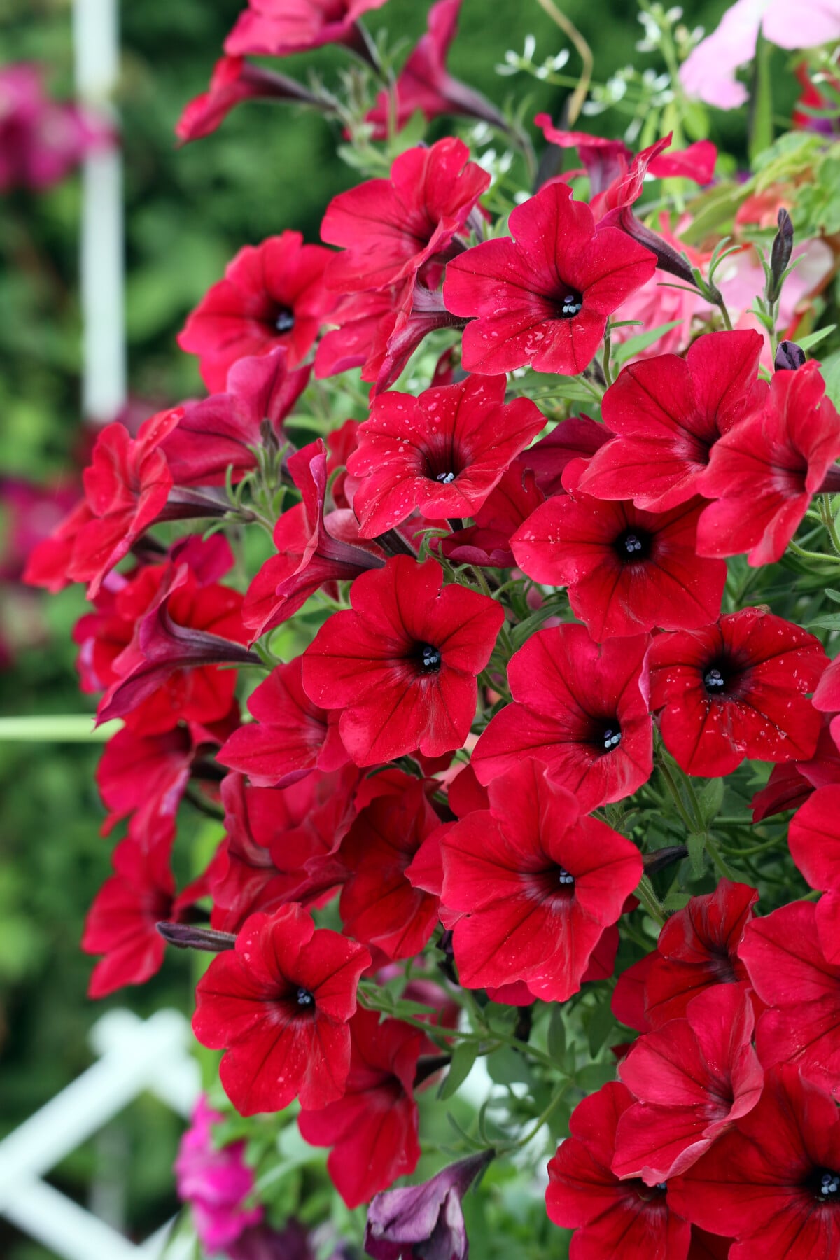 red petunias