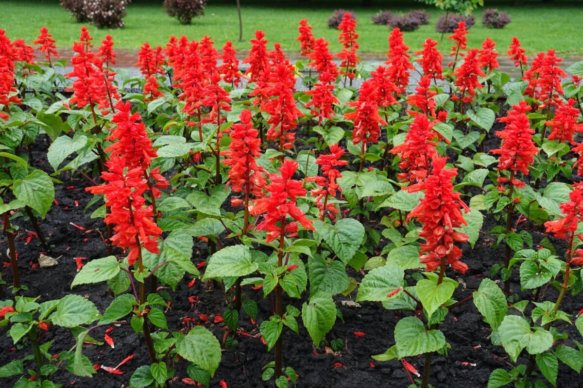 red salvia