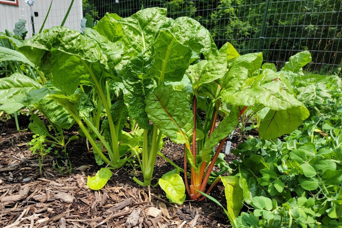 Swiss chard
