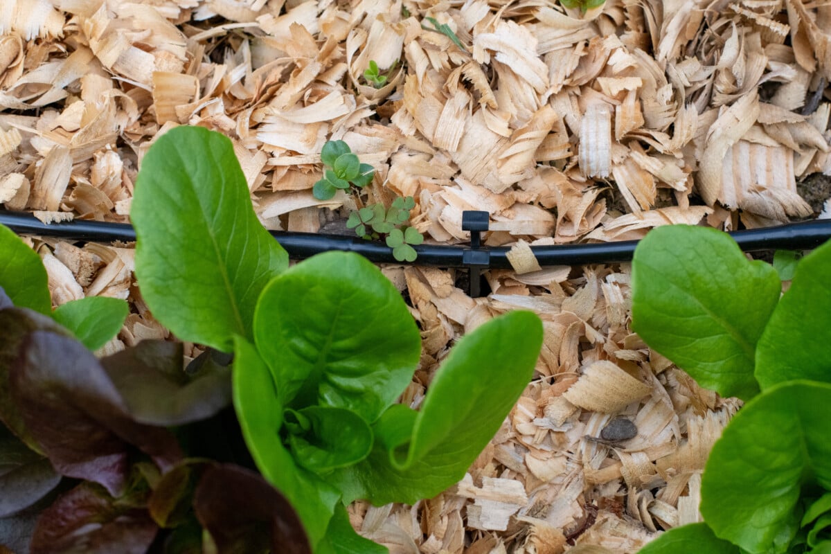 Weeds poking up through mulch next to gem lettuces.