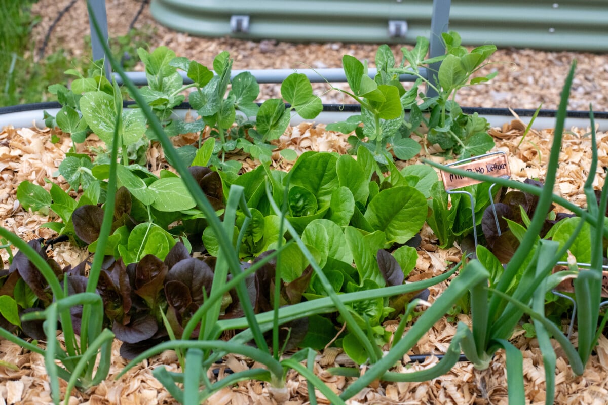 Assorted cool-weather crops growing together in a raised bed