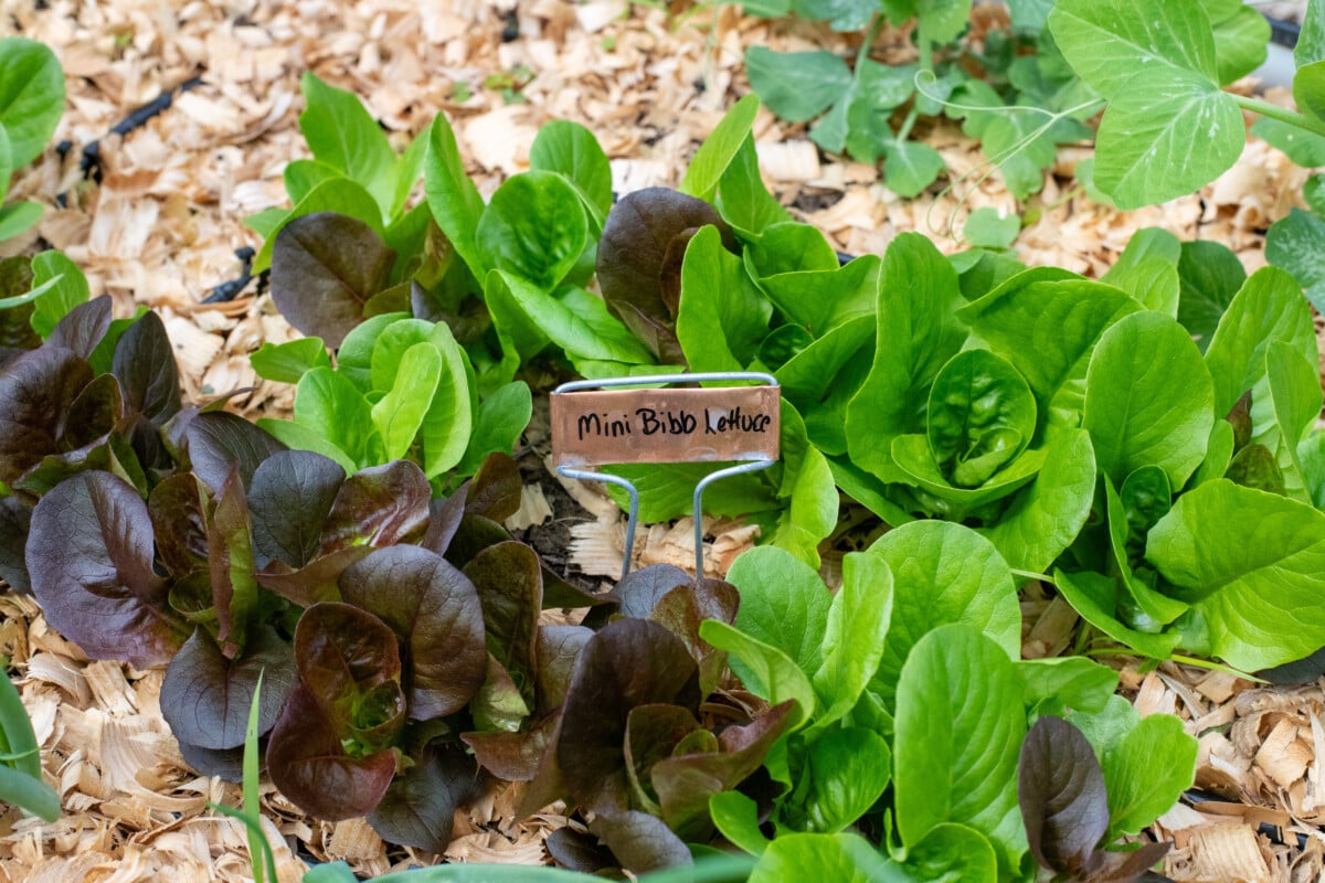 Gem lettuces growing in raised bed