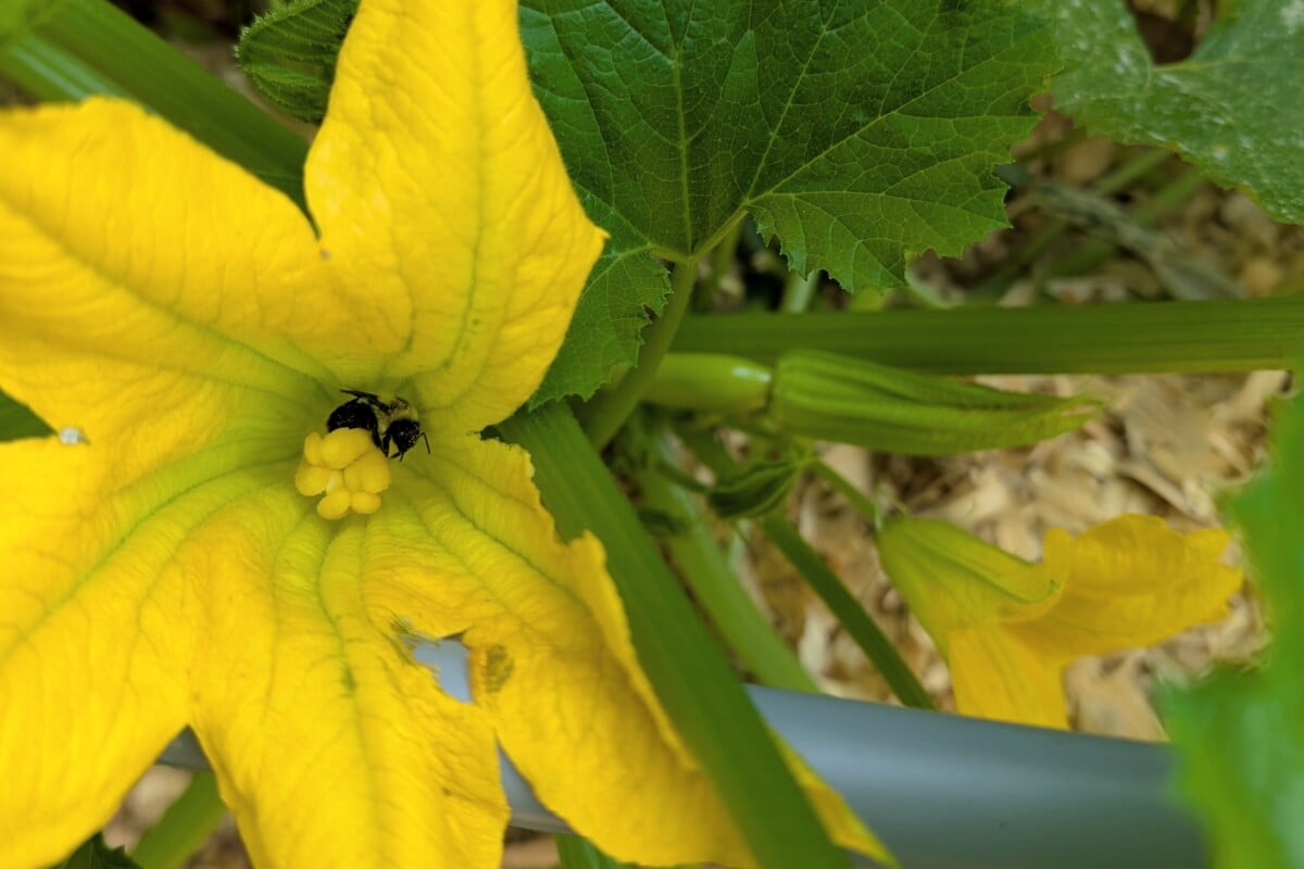 Squash flower with bee inside
