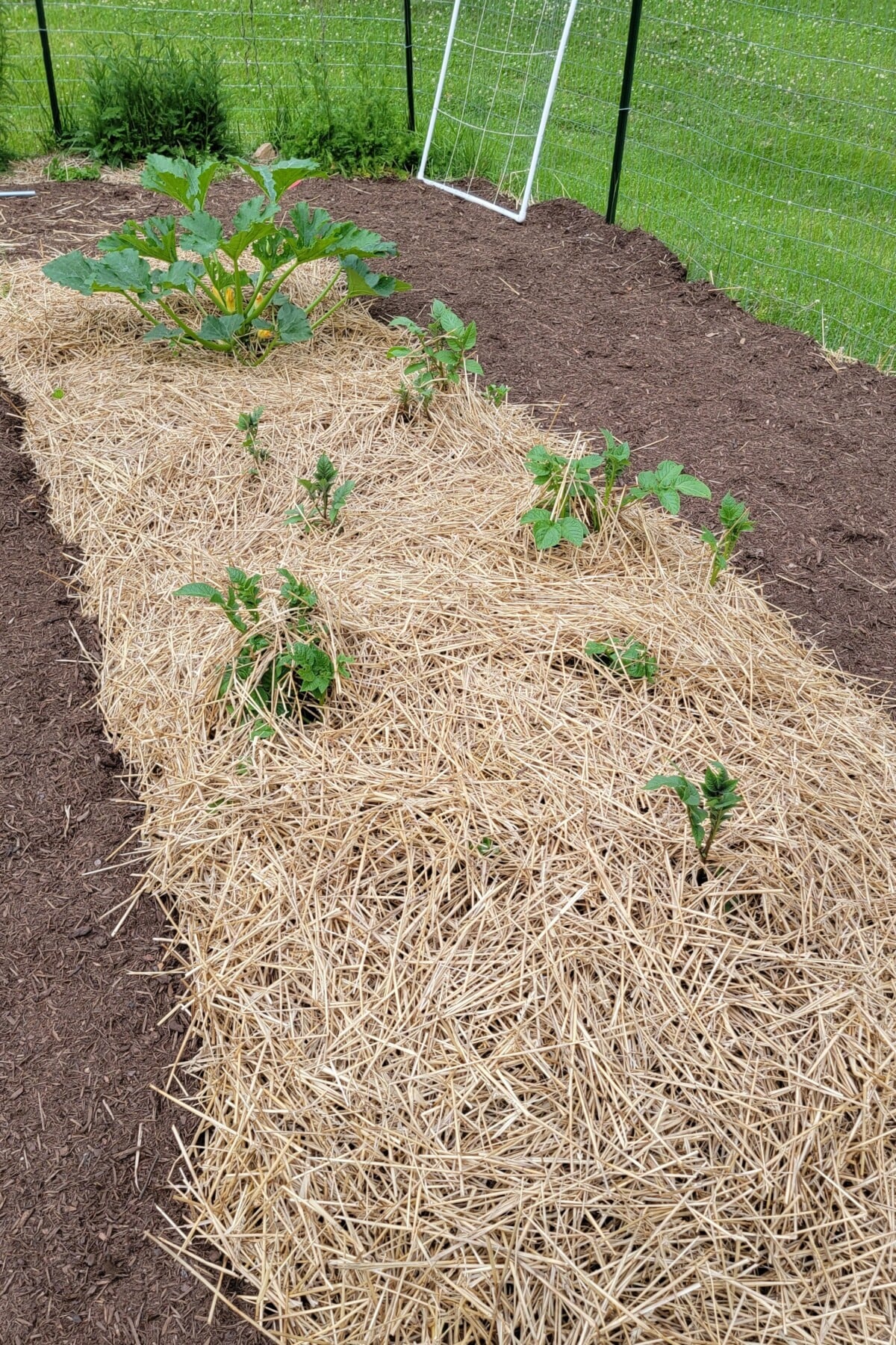 Garden row covered in straw