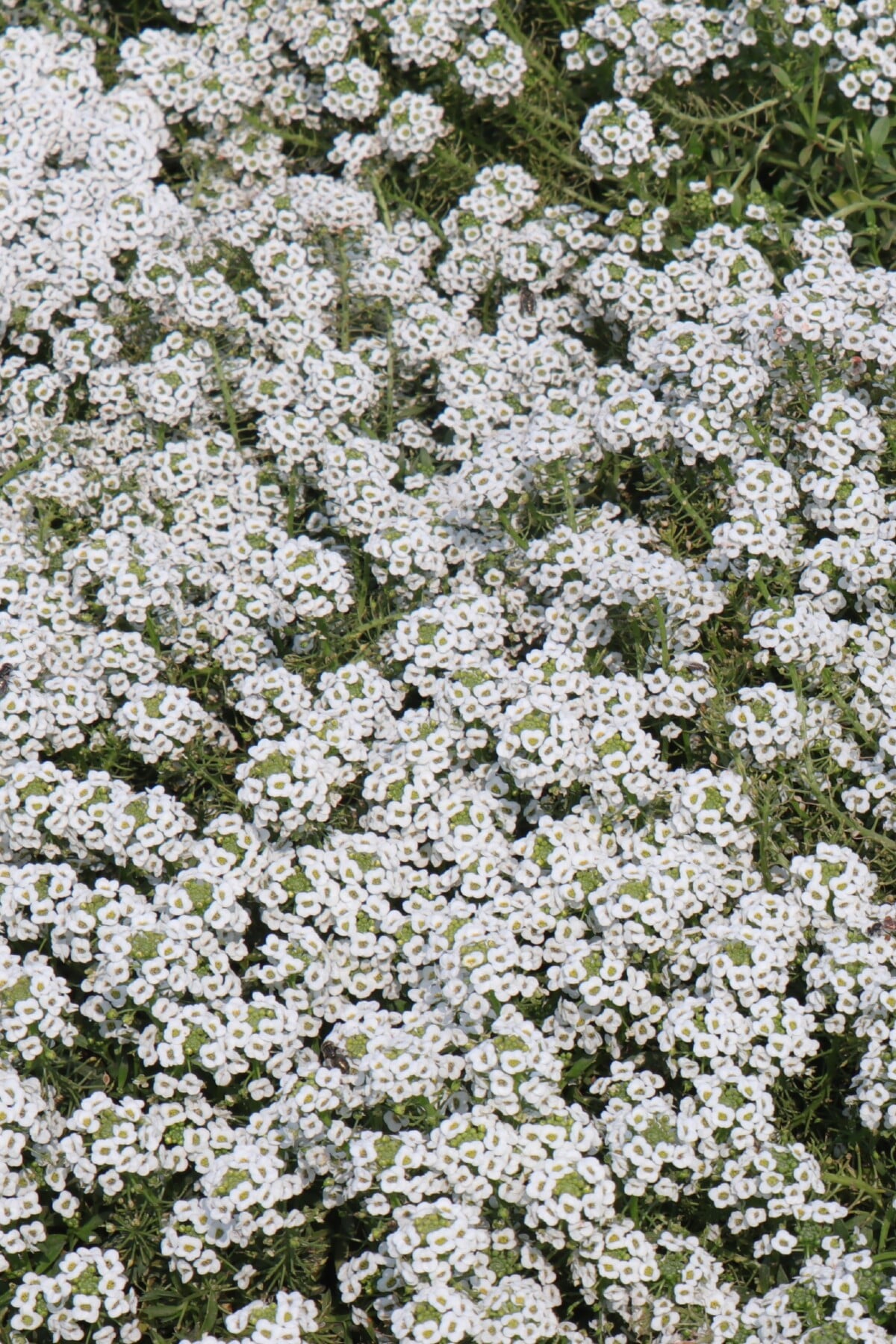 sweet alyssum
