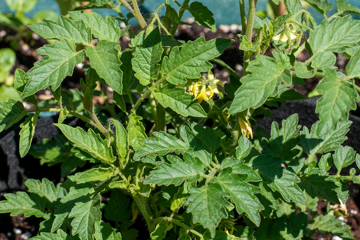Healthy tomato plants