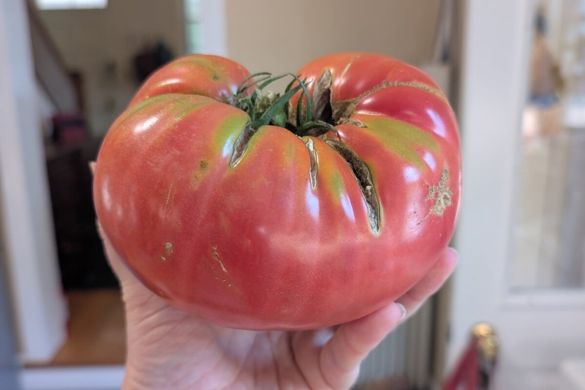 Hand holding a large German Pink tomato