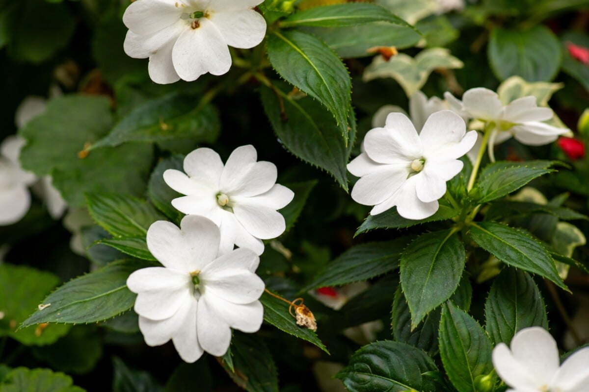 white impatiens