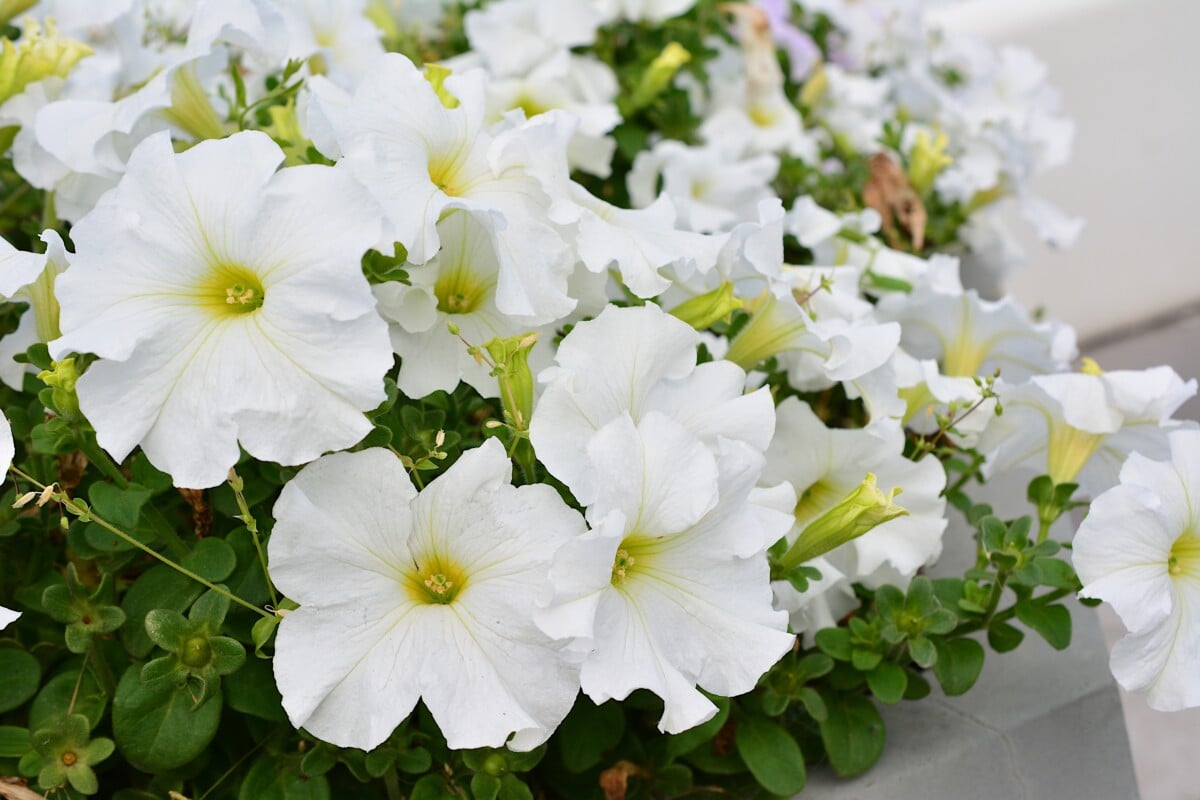 white petunias
