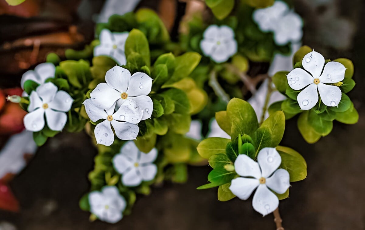 white vinca