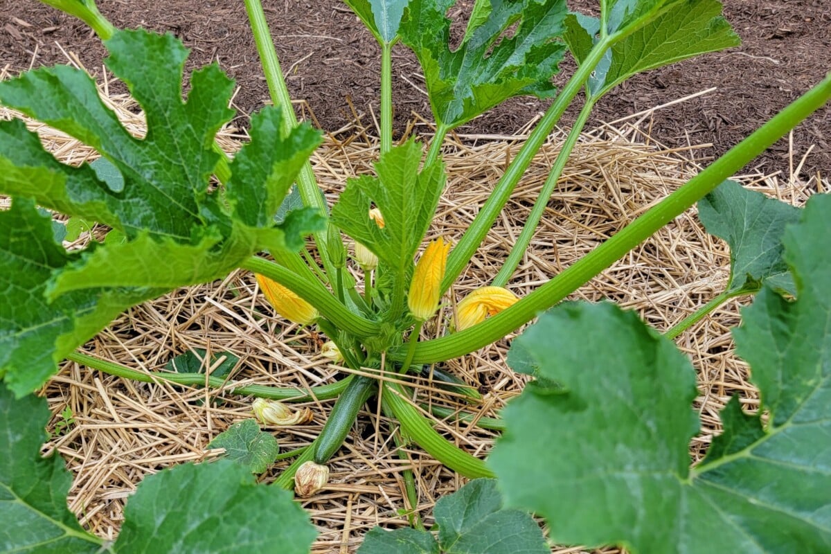 Young zucchini plant.