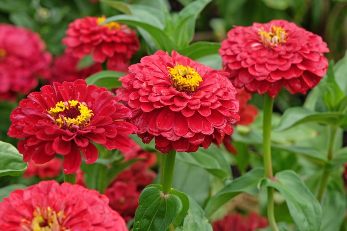 red zinnias